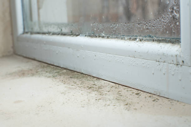 Professional Mold Inspection, Removal & Remediation in West Milton, PA